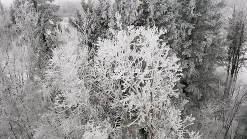 Intense hoar frost seen among the tree tops with a beautiful winter forest setting behind it. Aerial