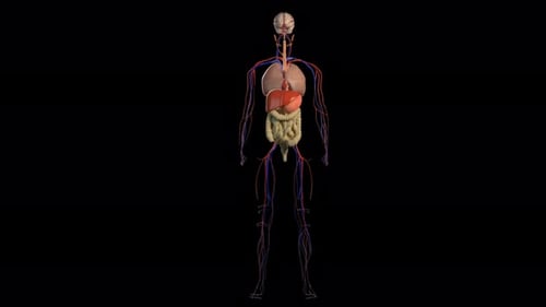 3D Human Anatomy Reveal with Organs, Skeleton, and Muscles