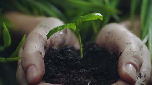 Mãos de mulher segurando mudas verdes, gotas de água caindo sobre um broto e folhas sobre o solo em câmera lenta