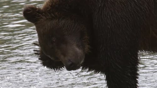 Close-up slow motion: Brown bear in river scratches itchy right ear