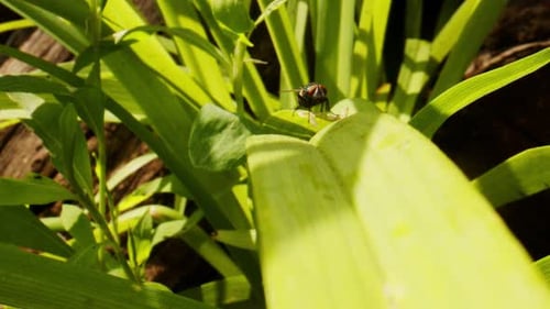 Fly on a Green Leaf in Nature Macro