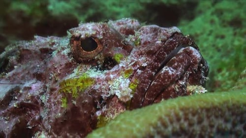 grumpy red scorpionfish sitting still on underwater sponge in Caribbean Sea, close up zoom