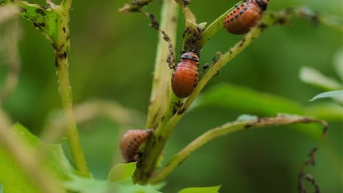 Les coléoptères du Colorado grignotent des feuilles de pomme de terre vertes dans un jardin luxuriant Les coléoptères vibrants