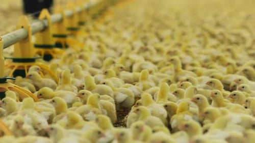 Yellow Chicks Graze on Farm and Farmer in Background