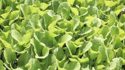 Fresh Green Plants Being Watered in Sunlight