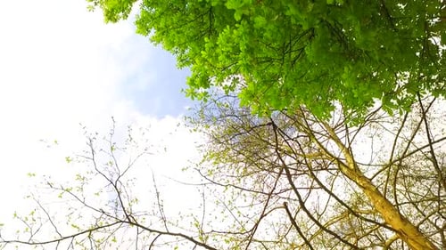 Green Leaves in Spring Forest
