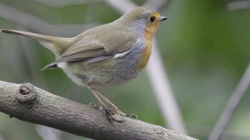 Robin Bird Perched On Tree Branch Uhd