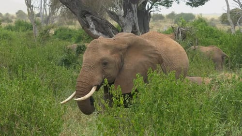 Close-Up of African Elephant Grazing in Lush Savanna – Kenya Wildlife Scene
