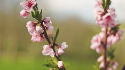Pink Blossoms in Springtime Garden