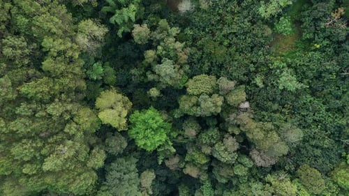 Overhead drone view treetop of the dense forest. Tropical forest.