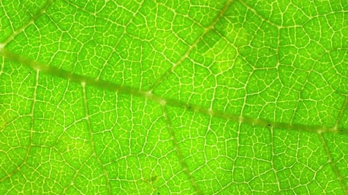 Un gros plan détaillé d'une feuille verte éclatante.