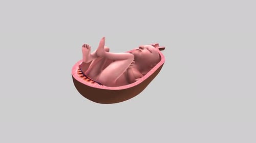 3D-Darstellung des Fötus im Mutterleib mit Nabelschnur
