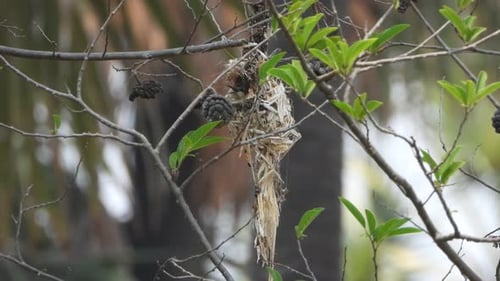 Small Bird Flies Into Hanging Nest