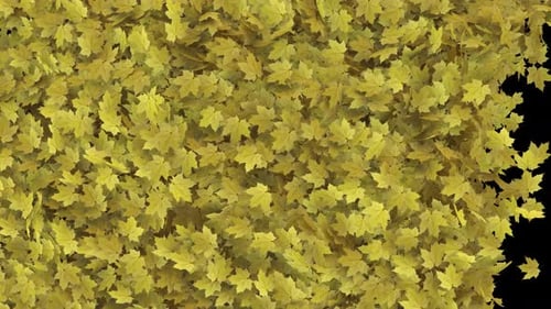 Übergang von Maple Leaves auf Transparent Alpha 4K