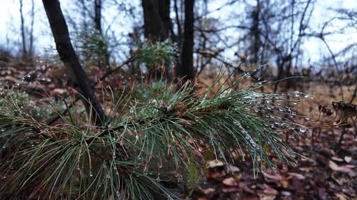 Captivating close-up of raindrops on pine needles in a tranquil forest setting during a foggy aftern