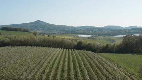 Drone / aerial shot of a sunny white apple blossom on a big field with mountains in the background 3