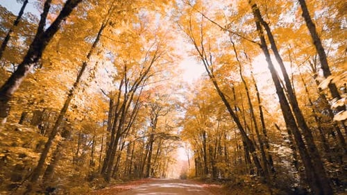 Driving through vibrant autumn forest road looking up at orange tree canopy and sun flare