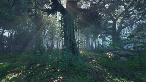 Green Forest with Ray of Light