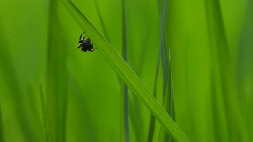Spider making web - green leaf .