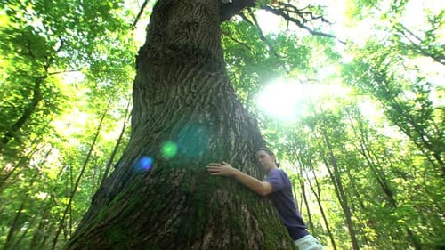 Woman Hugging a Big Tree in the Forest