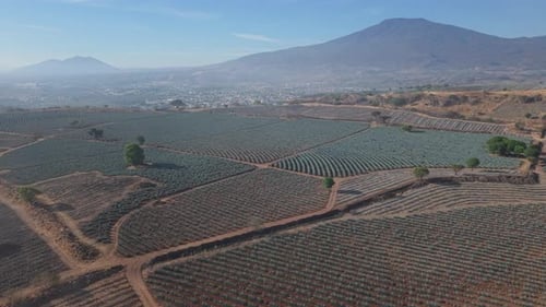 Agave Fields Over Tequila