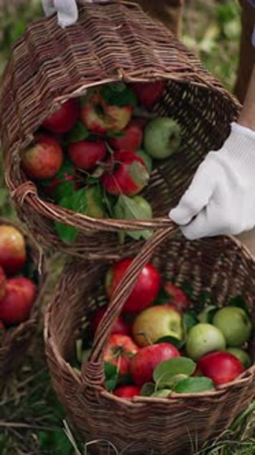 Apple Harvest in Wicker Baskets on Green Grass