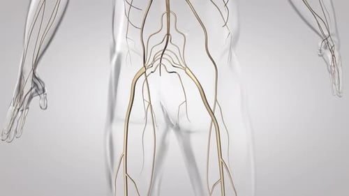 Human nervous system anatomy showing the sciatic nerve pathway