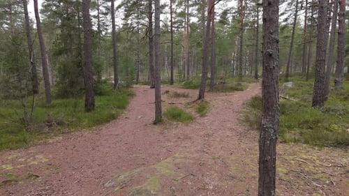 Smooth drone footage flying low in a forest.