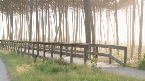passerelle en bois menant à une forêt de pins ensoleillée à l'aube
