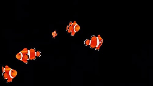 Clownfish Swimming 4