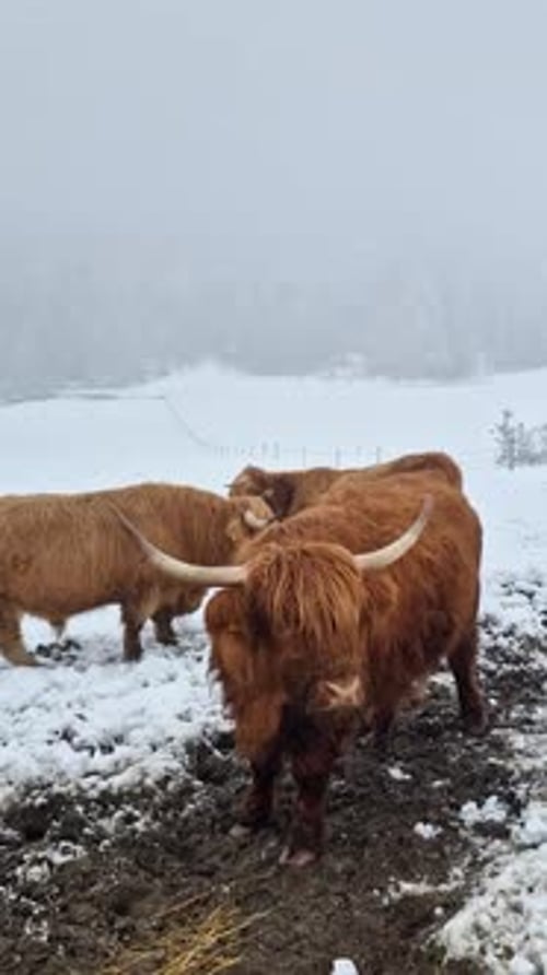 Highland Cows in Snowy Field, Winter Scene