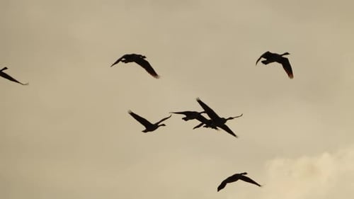 Flock of birds flying at golden hour sky