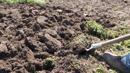P328. Manual tillage with a shovel. Spring tillage.