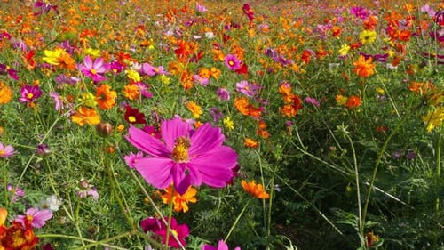 Pink Cosmos in a Multi-Colored Autumn Field
