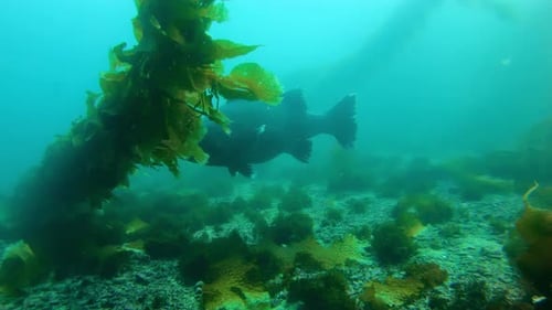 Ein riesiger Schwarzmeerbarsch schwimmt in einem majestätischen Kelpwald auf eine Kamera zu.