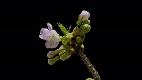 Closeup of branch with apple blossoms