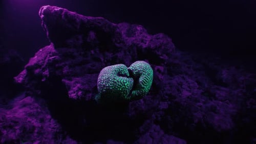 Coral shines under UV light underwater. Coral reef shines with green light under ultraviolet lamp
