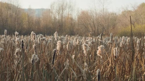 Dawn Wetlands with Moving Reeds Sunrise Over Marsh with Swaying Plants Bright Morning Scene of