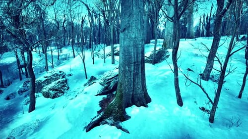 Paisaje de invierno en un bosque de pinos, el sol brilla a través de los árboles