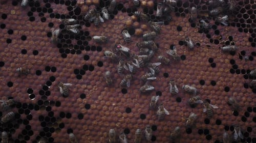 Honey Bees Working in Honeycomb Beehive