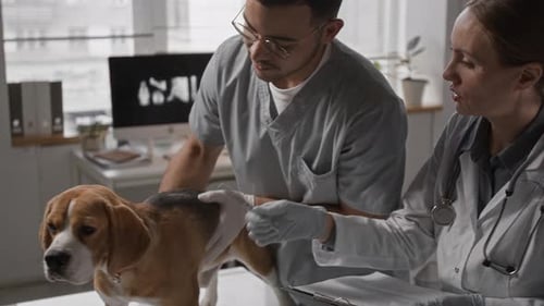 Two Veterinarians Examining Beagle Dog Together in Clinic