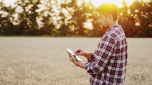 Farmer Using Tablet Pc Standing at Ripe Wheat Field on Sunset Precision Smart Farming Innovative
