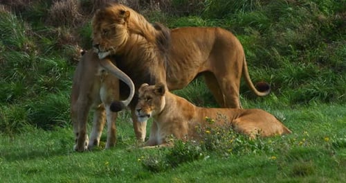 Afrikanischer Löwe, Panthera Leo, Gruppe mit einem Mann und einer Frau, Echtzeit 4K