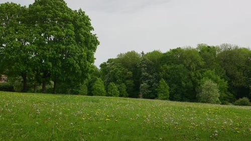 Lush Green Meadow with Blooming Dandelions Under Overcast Skies