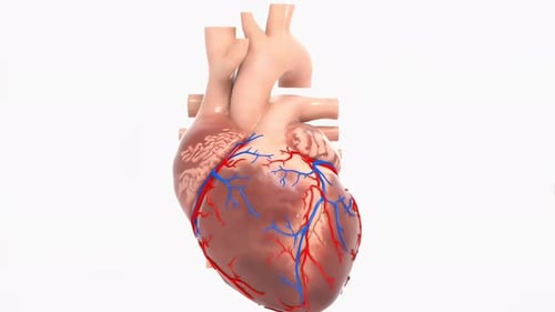 Animated 3D Human Heart Anatomy for Medical Science