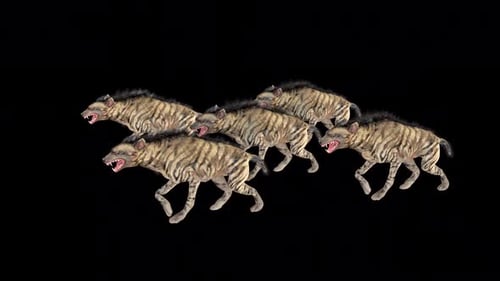 Group Of Wild Hyena Walk