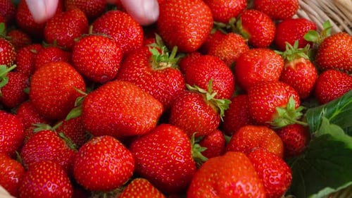 Red Ripe Strawberries in a Basket