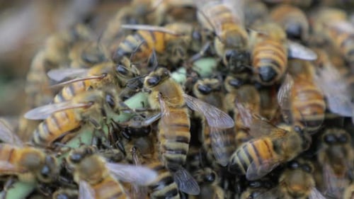 Swarm of Striped Bees Clustering Together