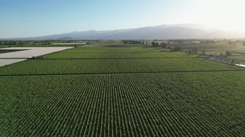 Vastos vinhedos de uvas se estendem pelas planícies dos Andes em Mendoza, Argentina
