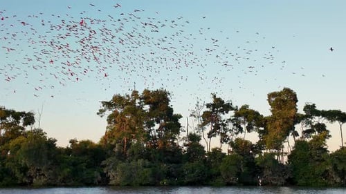 Flight Of The Scarlet Ibis At Araioses In Maranhao Brazil.